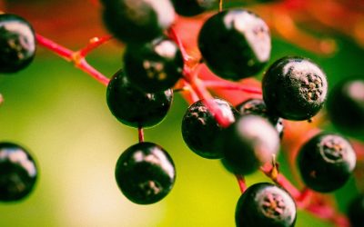 Elder for Natural Cold and Flu Care