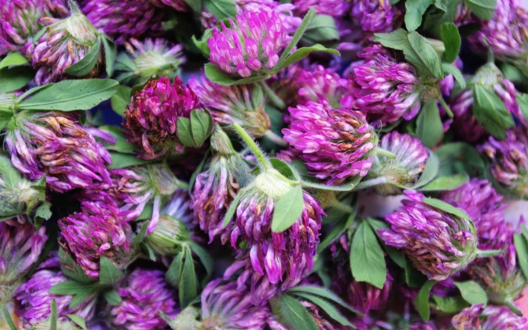 Why Should I Use Herbal Remedies Made Using Whole Plant Medicine?
