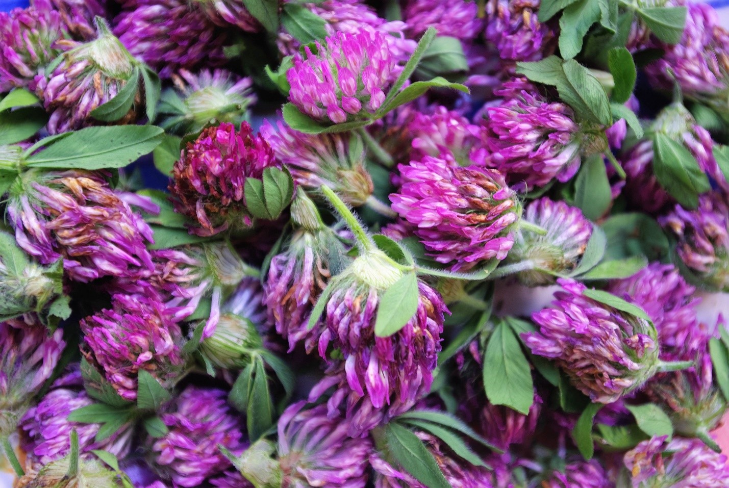 Why Should I Use Herbal Remedies Made Using Whole Plant Medicine?