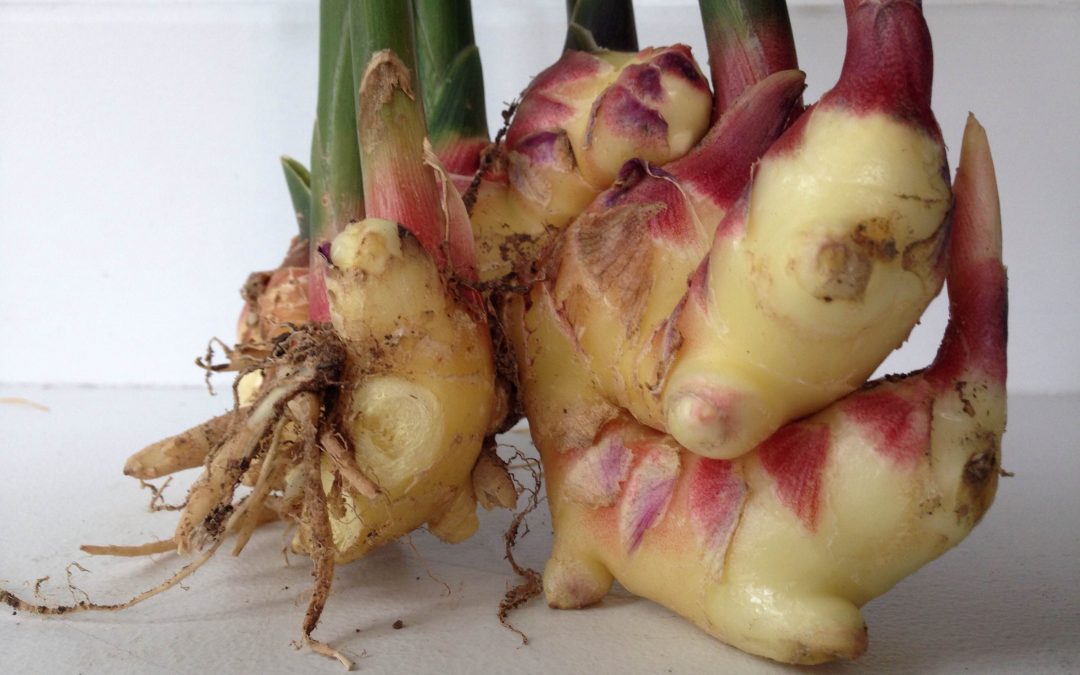 5 Common Kitchen Herbs to Help Kick Your Cold in the Butt!