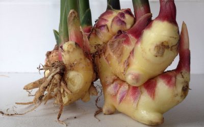5 Common Kitchen Herbs to Help Kick Your Cold in the Butt!
