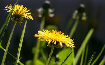 Spring Tonic Herbs