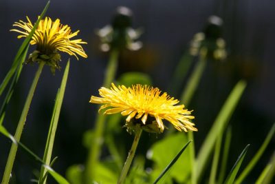 Spring Tonic Herbs