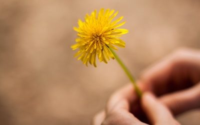 Common Weed Aids Common Health Problems