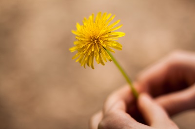 Common Weed Aids Common Health Problems