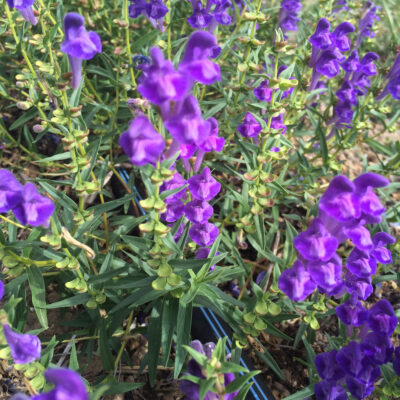 herb 3 - image